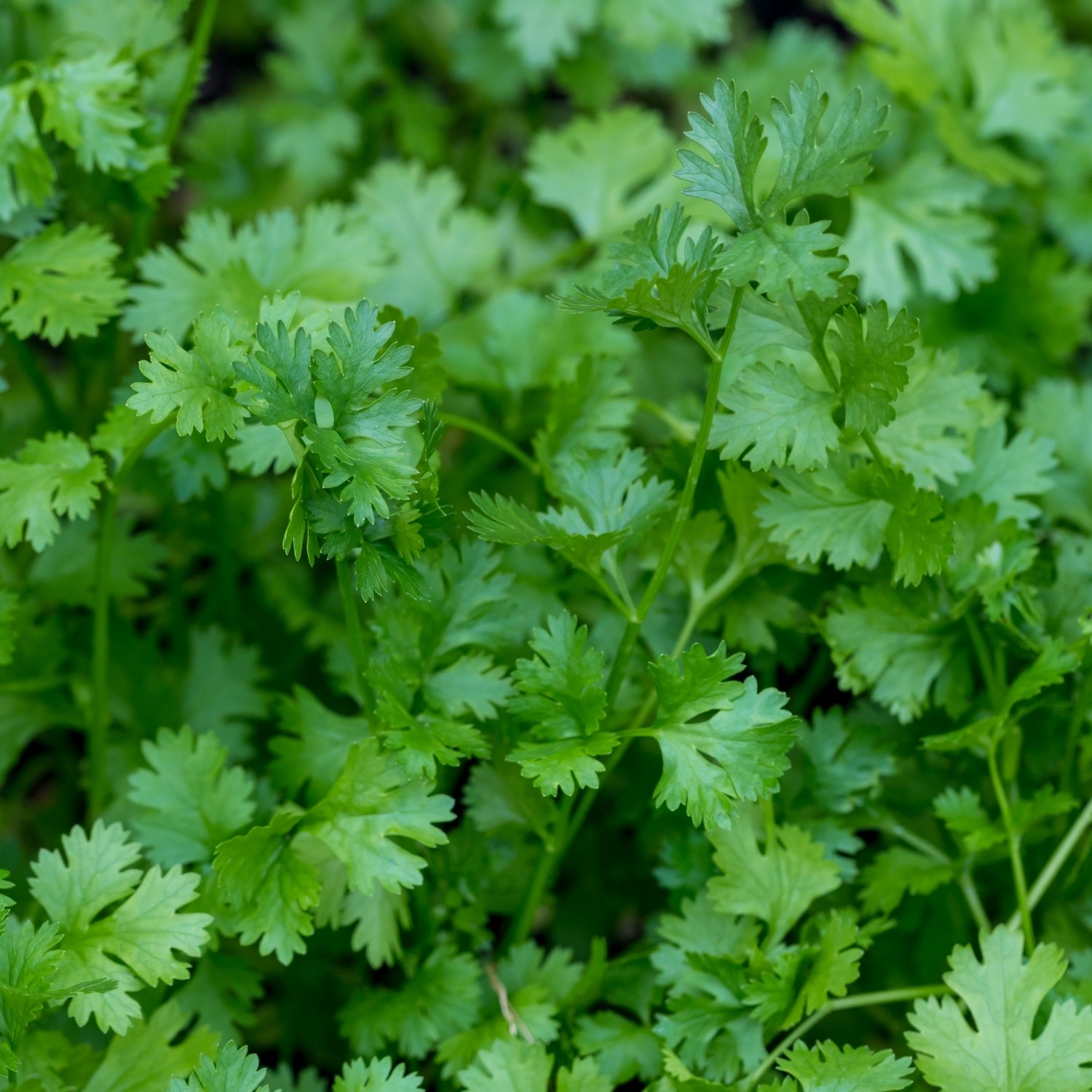 cilantro seeds for planting