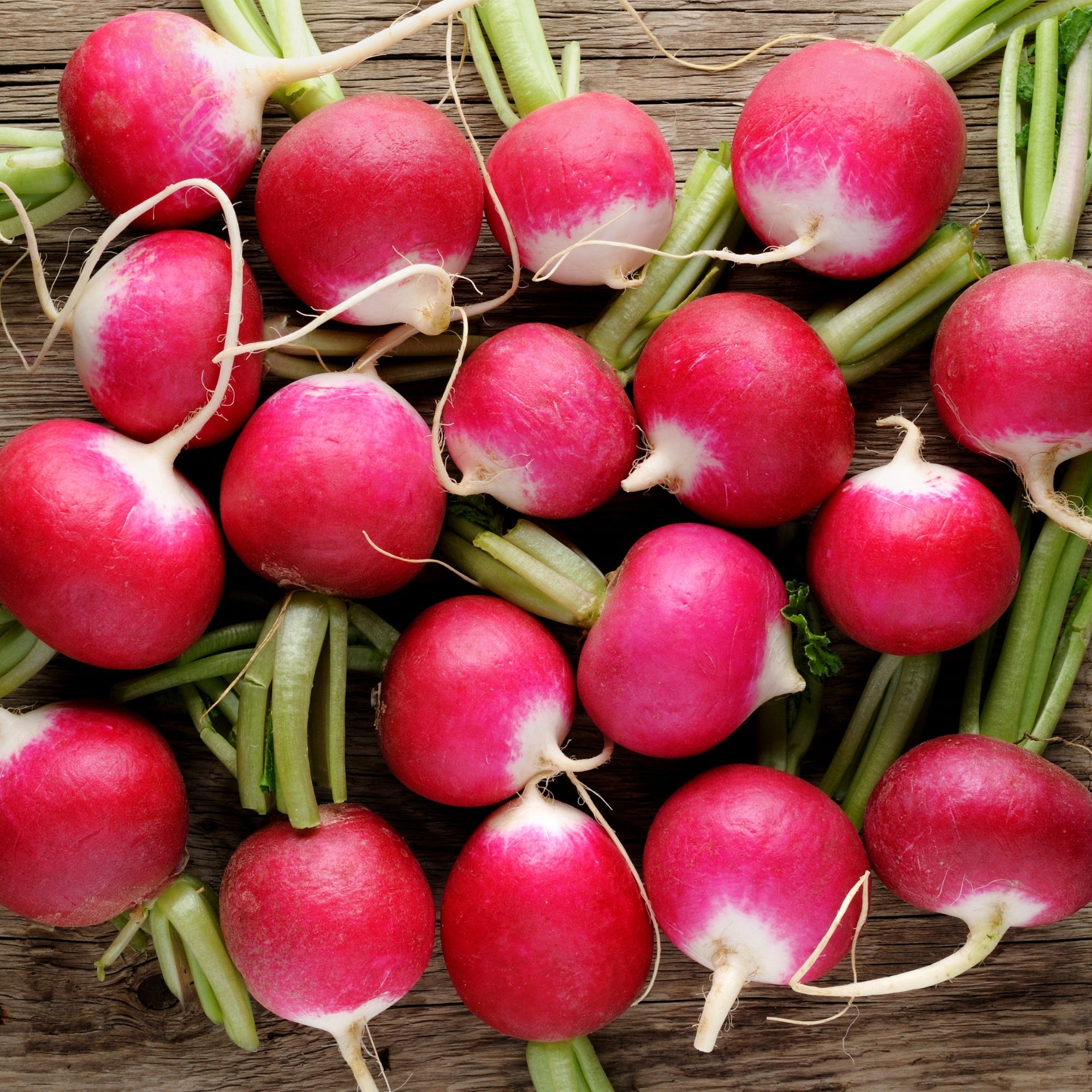 radish seeds for planting