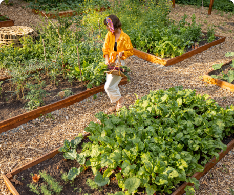 10 Essential Tips for Starting Your Vegetable Garden: From Planning to Planting