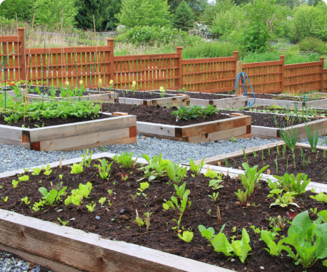 From Seed to Plate: A Journey Through the Vegetable Gardening Process