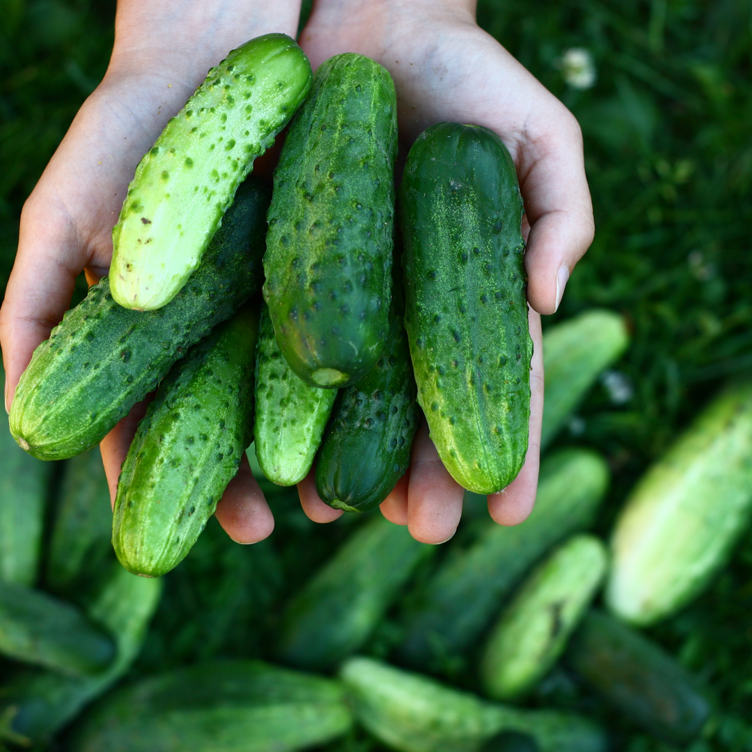 The Ultimate Guide to Planting, Growing, Harvesting, and Cooking Cucumbers