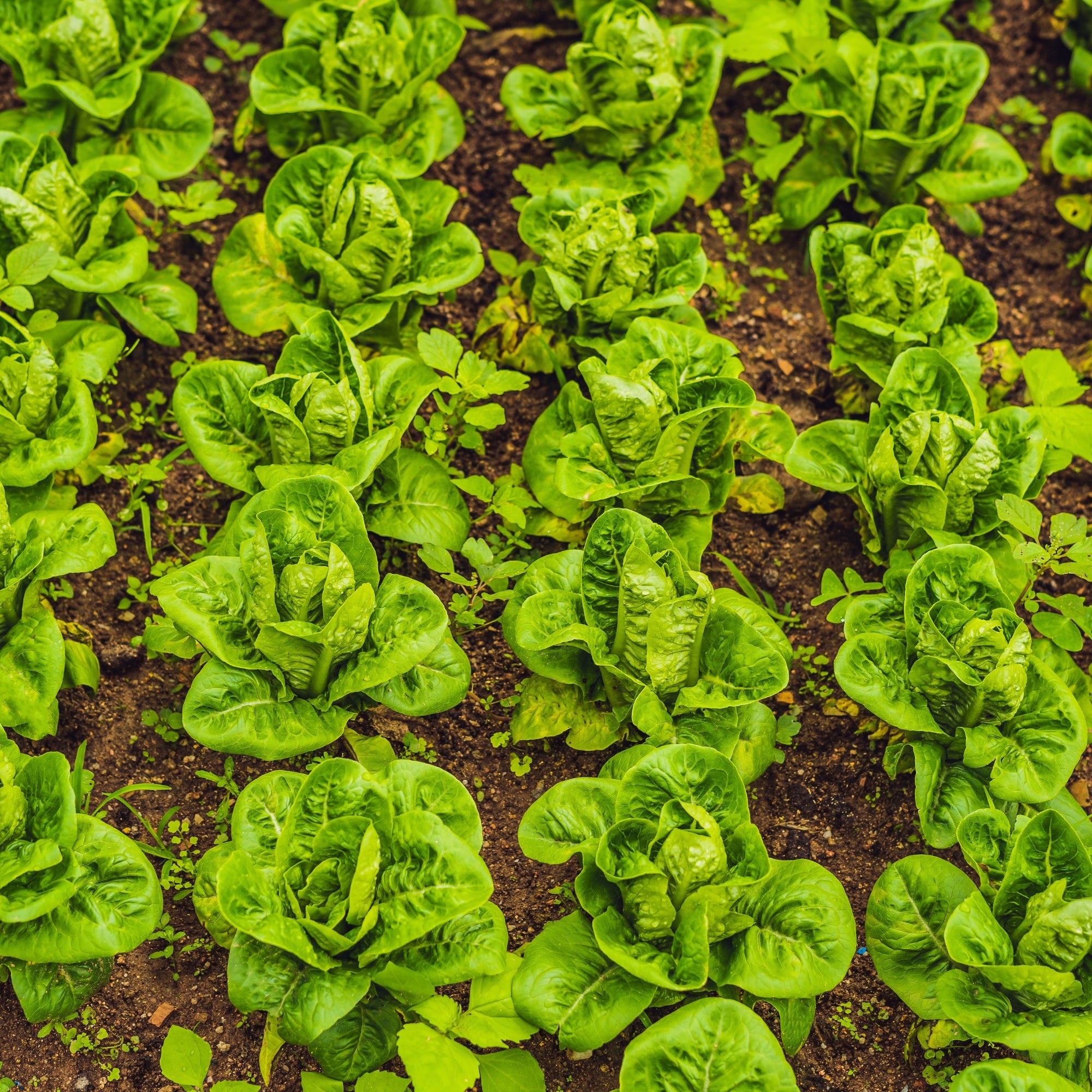 lettuce seeds for planting