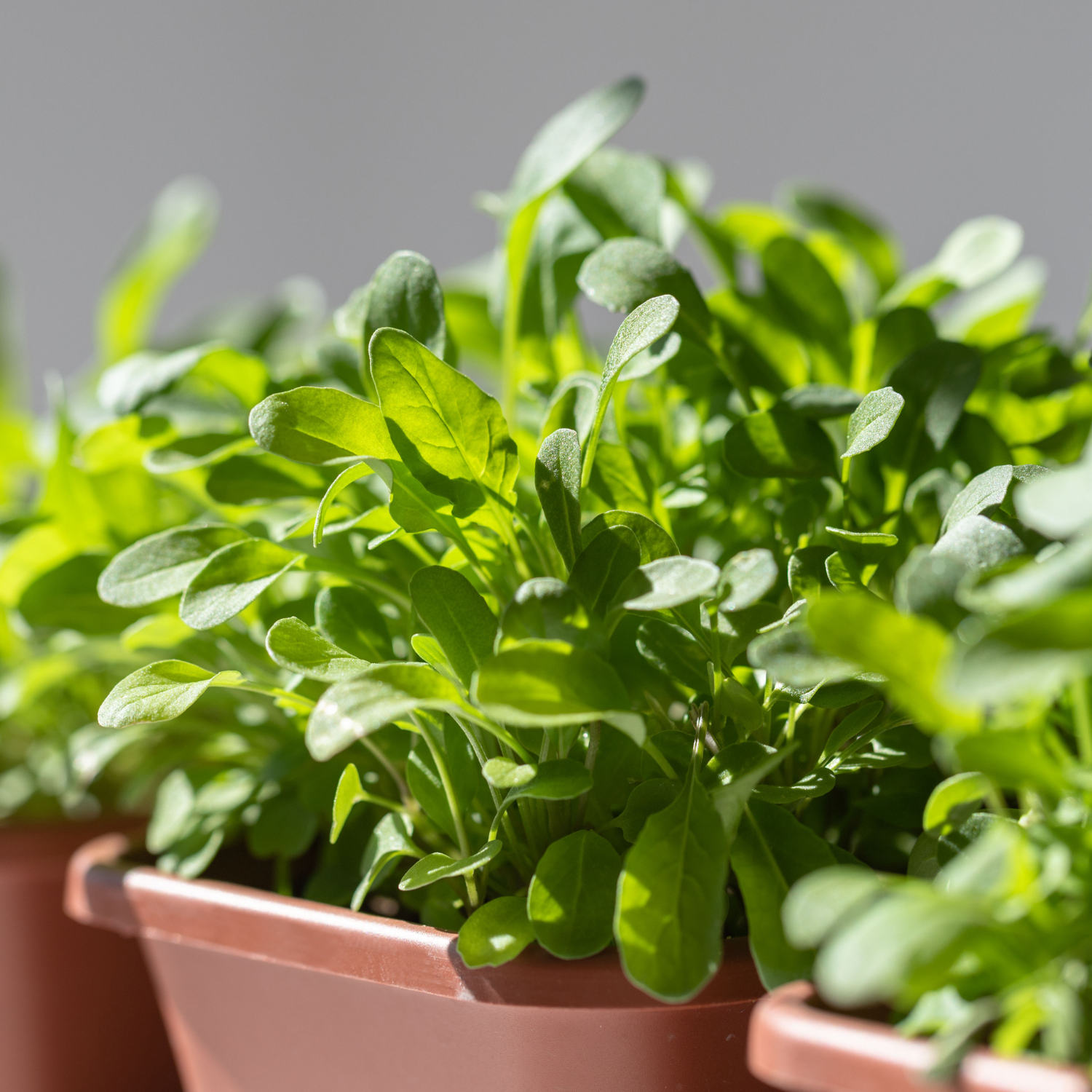 arugula seeds for planting