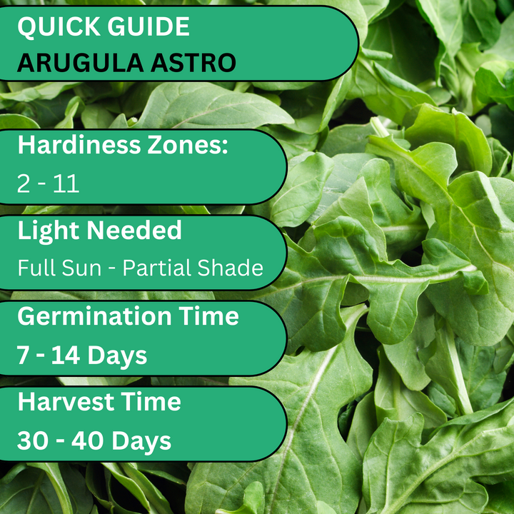 Astro Arugula seed packet on garden bed – premium quality seeds from Woods Creek Seeds
