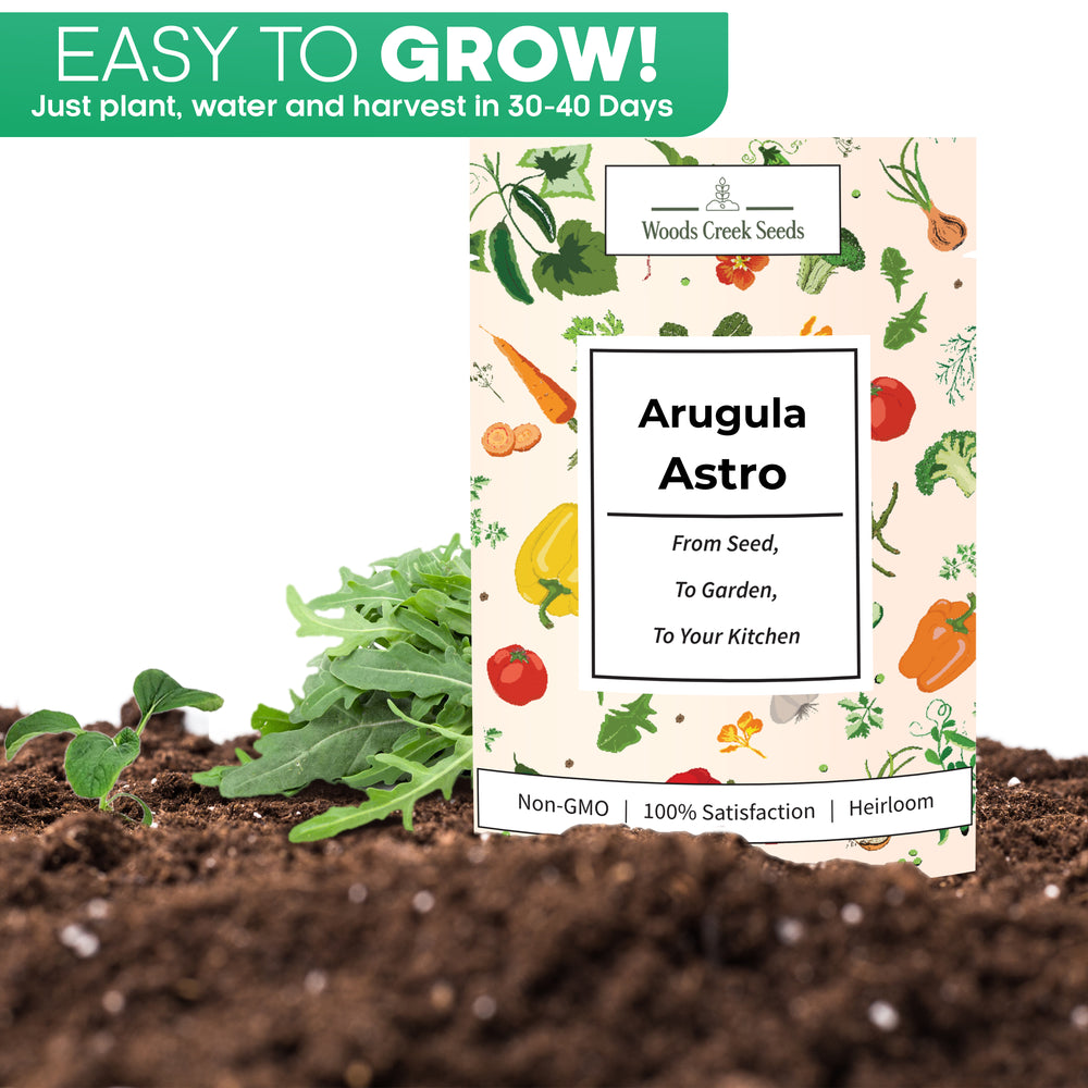 Young Astro arugula plants sprouting in soil – fast-growing heirloom variety with a mild flavor