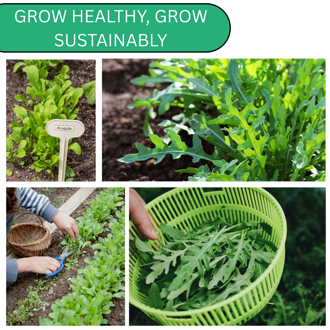 Organic Arugula Astro Seeds – ideal for containers, raised beds, or backyard gardens