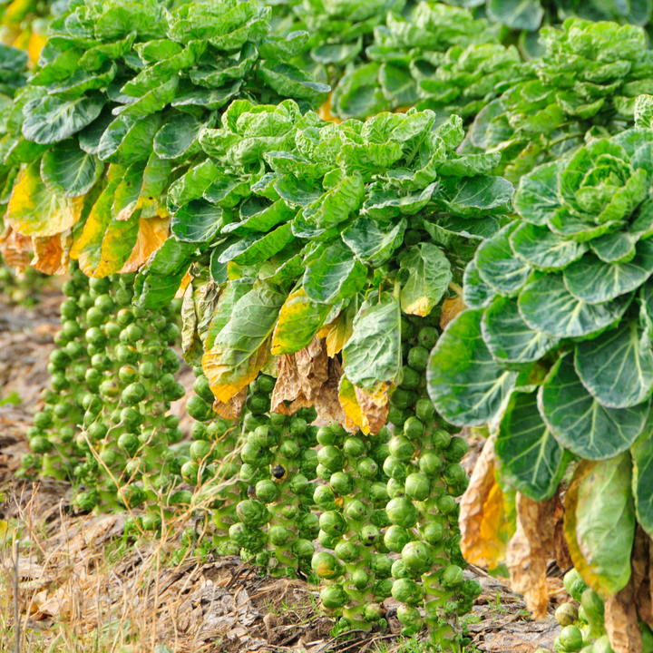 Long island Improved Brussels Sprouts Seeds