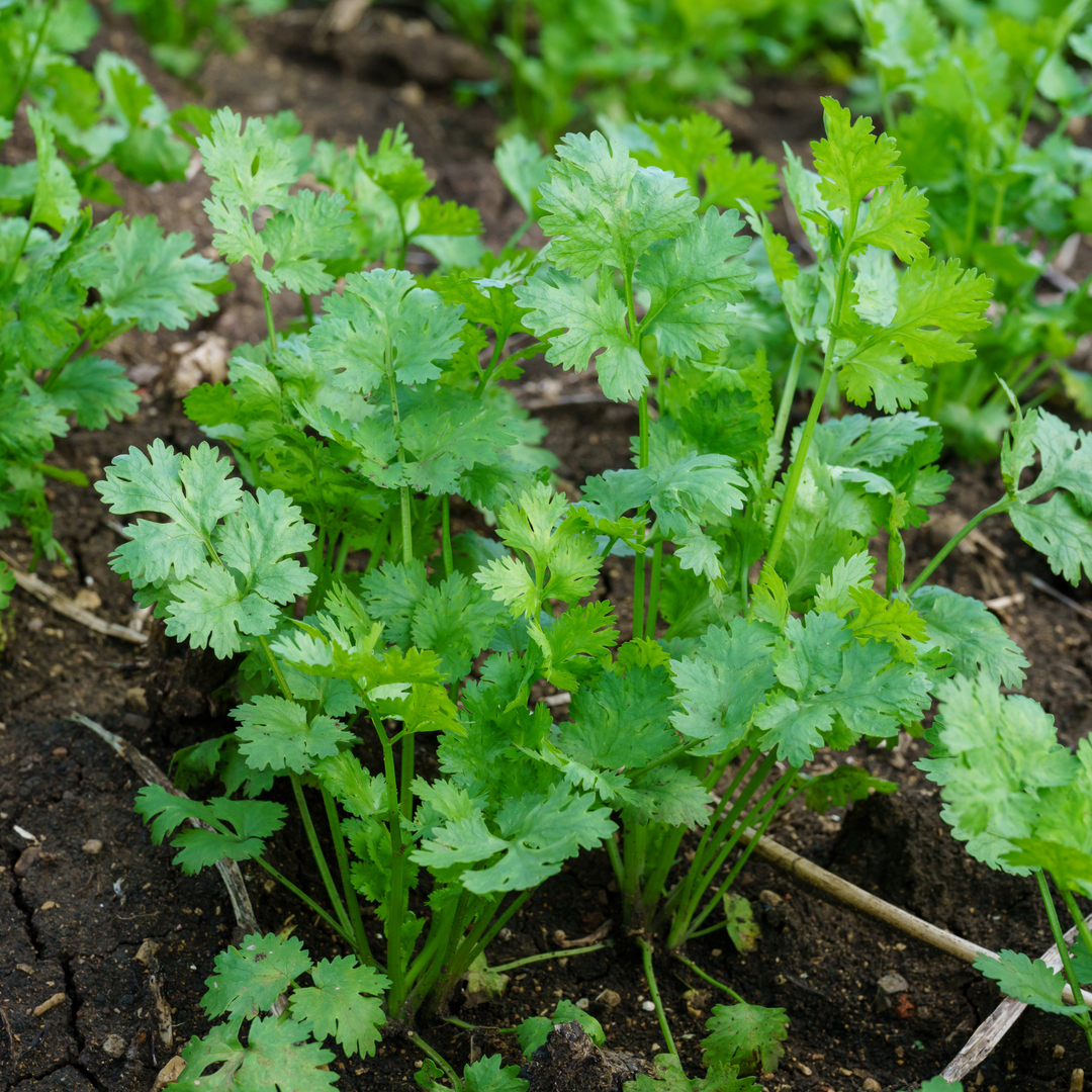 Slow Bolt Cilantro Seeds