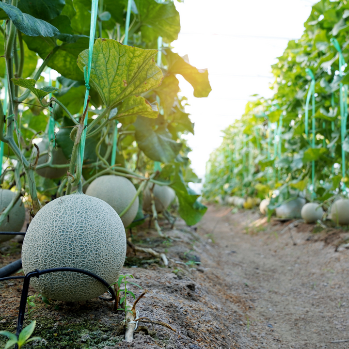 Hales Best Jumbo Cantaloupe Seeds