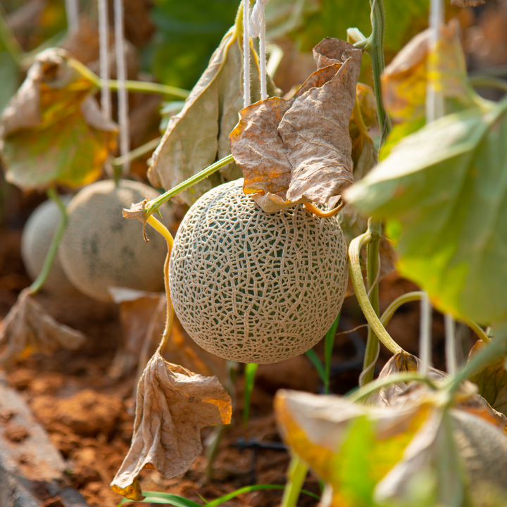 Hearts of Gold Cantaloupe Seeds