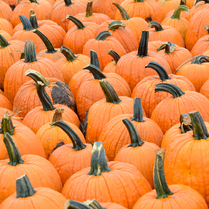 Jack O Lantern Pumpkin Seeds