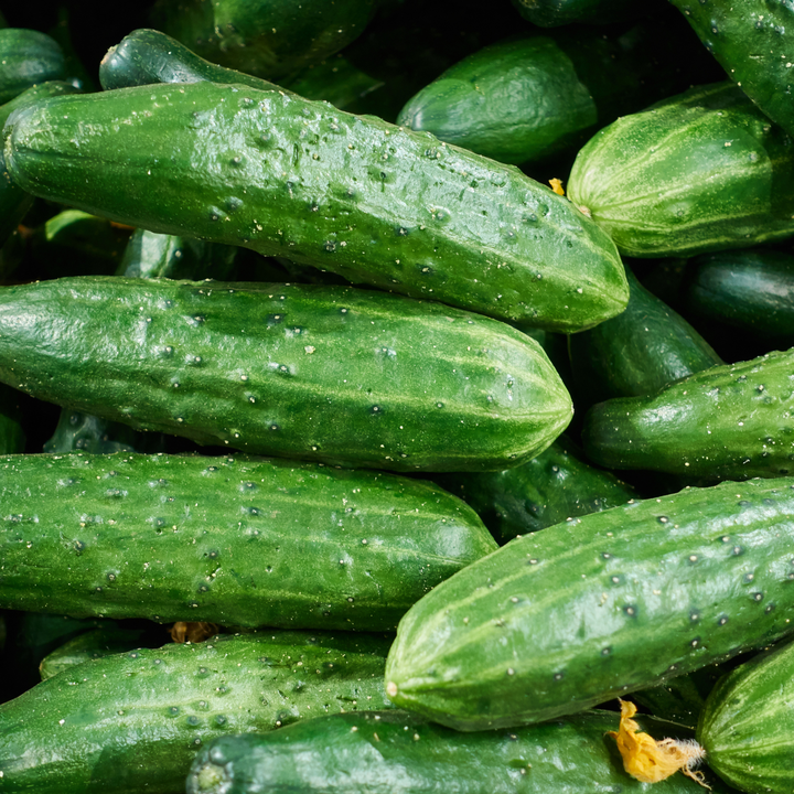 National Pickling Cucumber Seeds