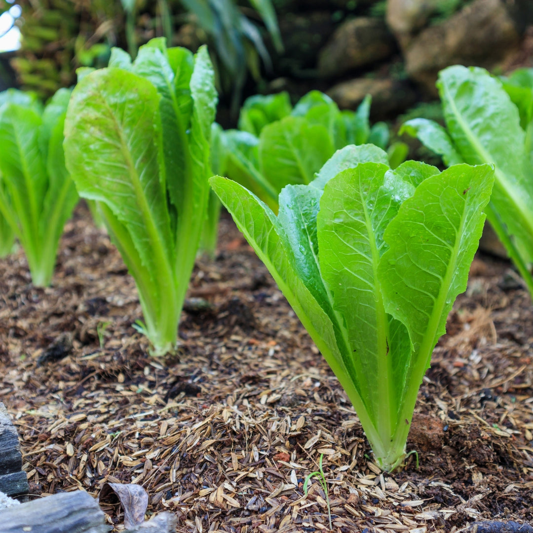 Romaine Parris White Cos Lettuce Seeds