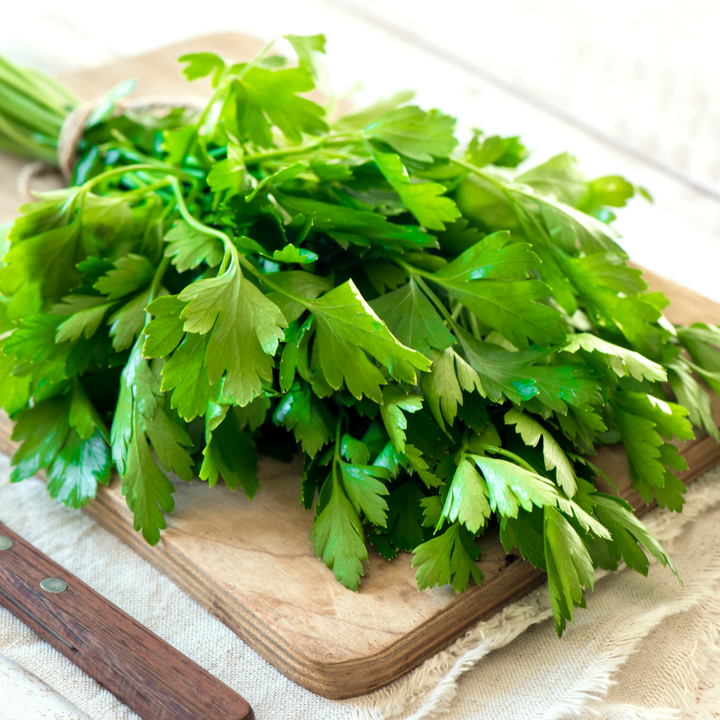 Italian Flat Leaf Parsley Seeds