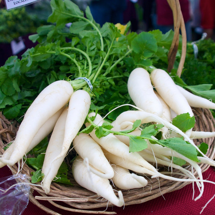 Daikon Minowase (Japanese Radish) Seeds