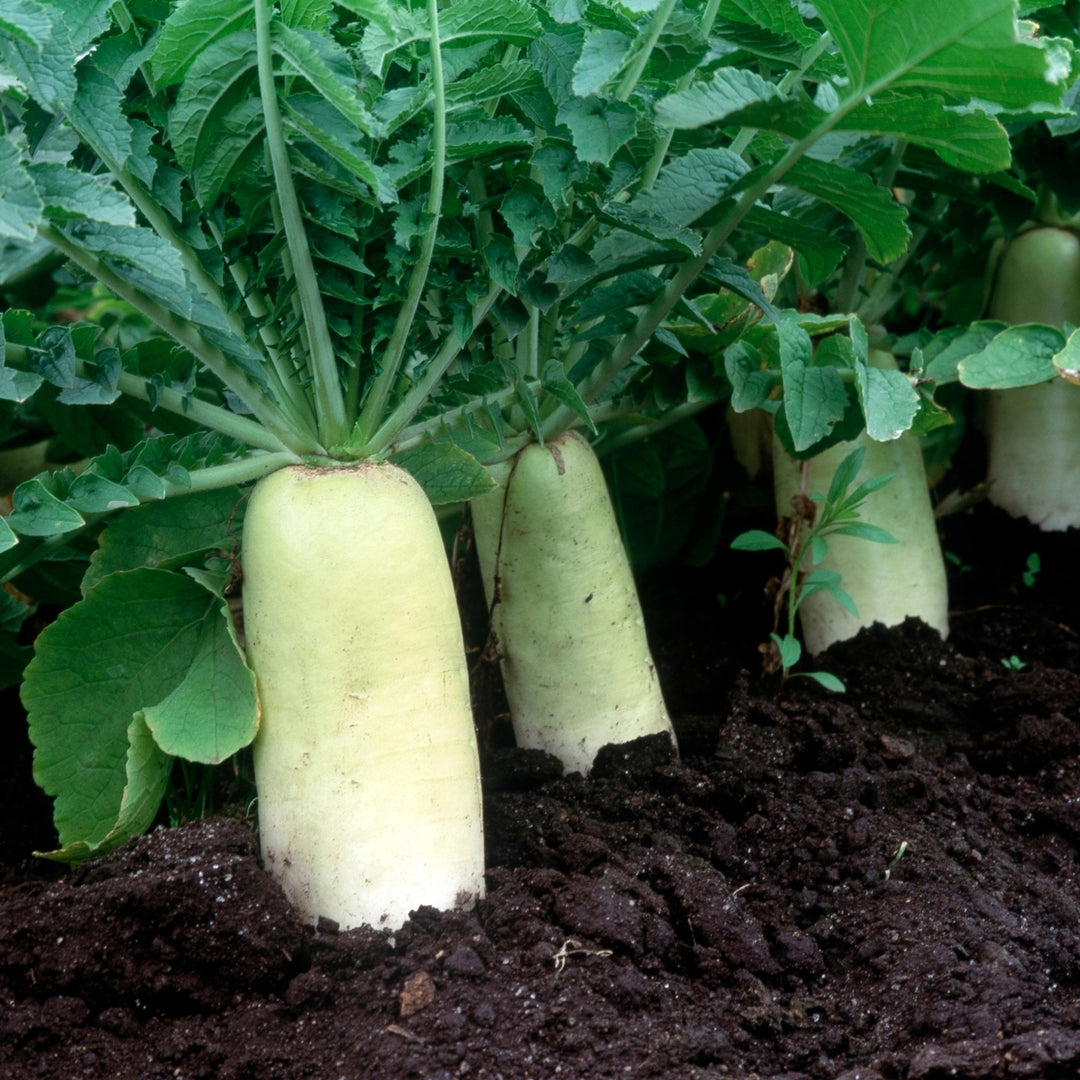 Daikon Minowase (Japanese Radish) Seeds