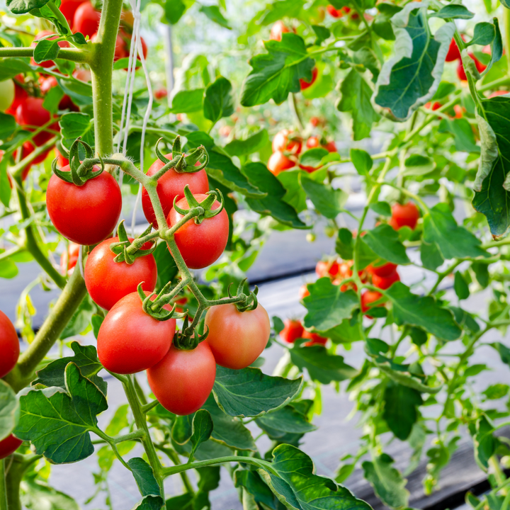 Roma VF Tomato Seeds