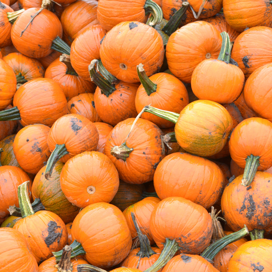 Small Sugar Pie Pumpkin Seeds