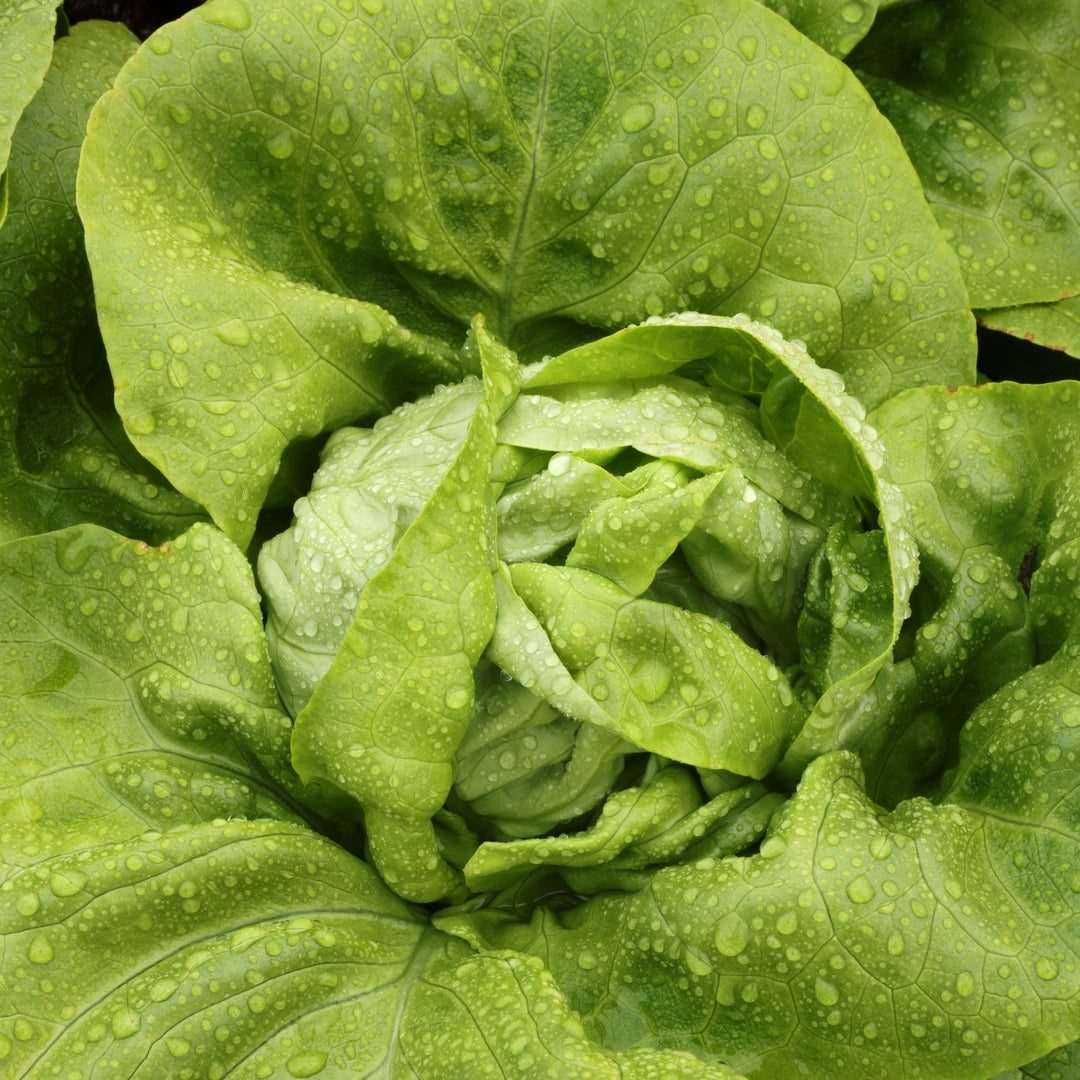 Summer Bibb Lettuce Seeds