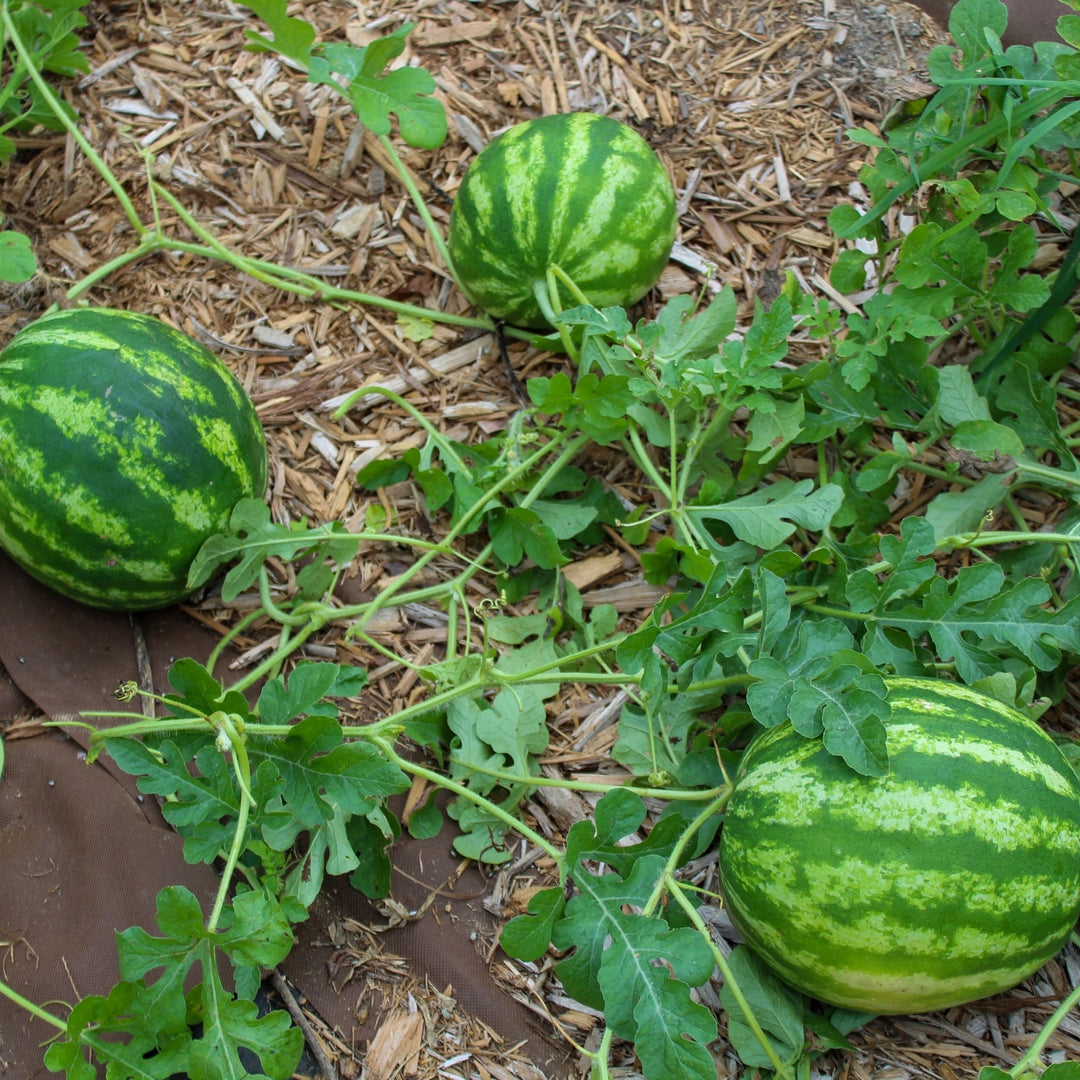 Crimson Sweet Watermelon Seeds