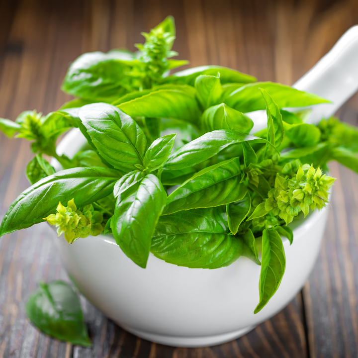 Italian Large Leaf Basil Seeds