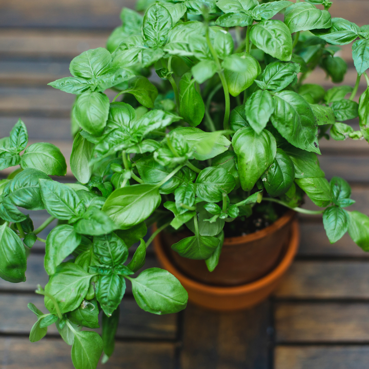 Italian Large Leaf Basil Seeds