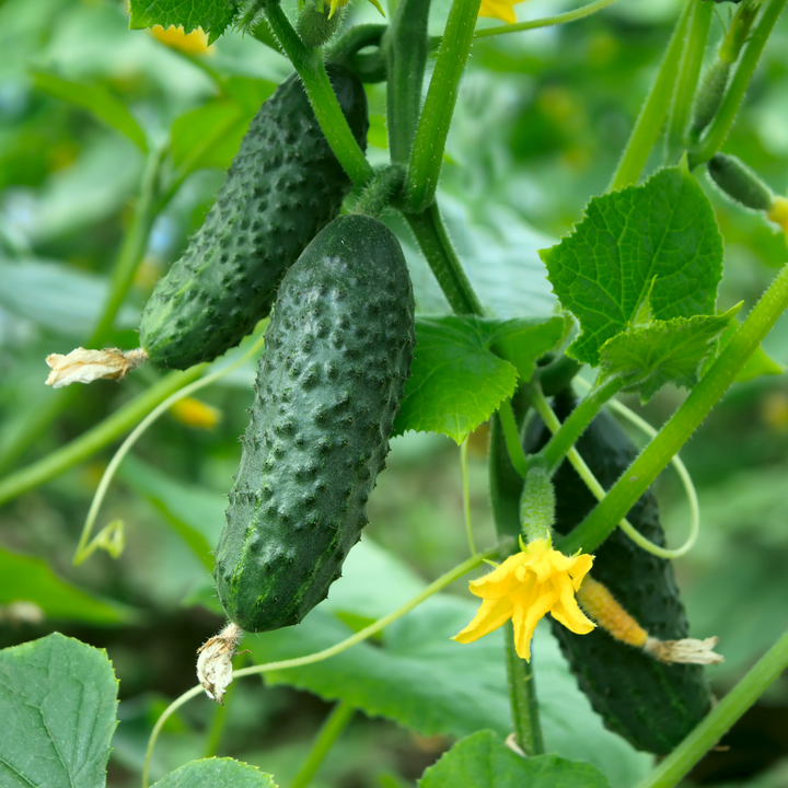 Beit Alpha CMR/MMR Cucumber Seeds