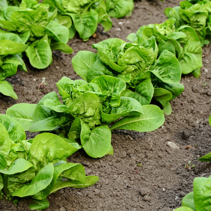 Butterhead (All Year Around) Lettuce Seeds