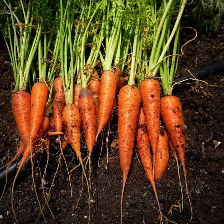 Little Fingers Carrot