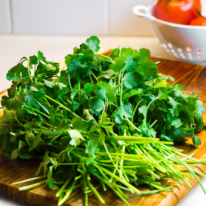 Slow Bolt Cilantro Seeds