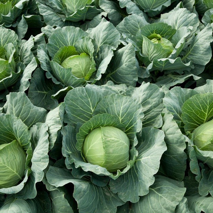 Copenhagen Market Cabbage Seeds