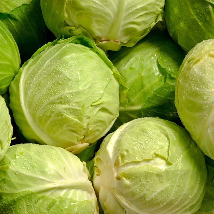 Copenhagen Market Cabbage Seeds