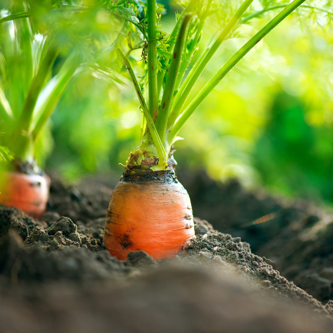 Danvers 126 Carrot Seed