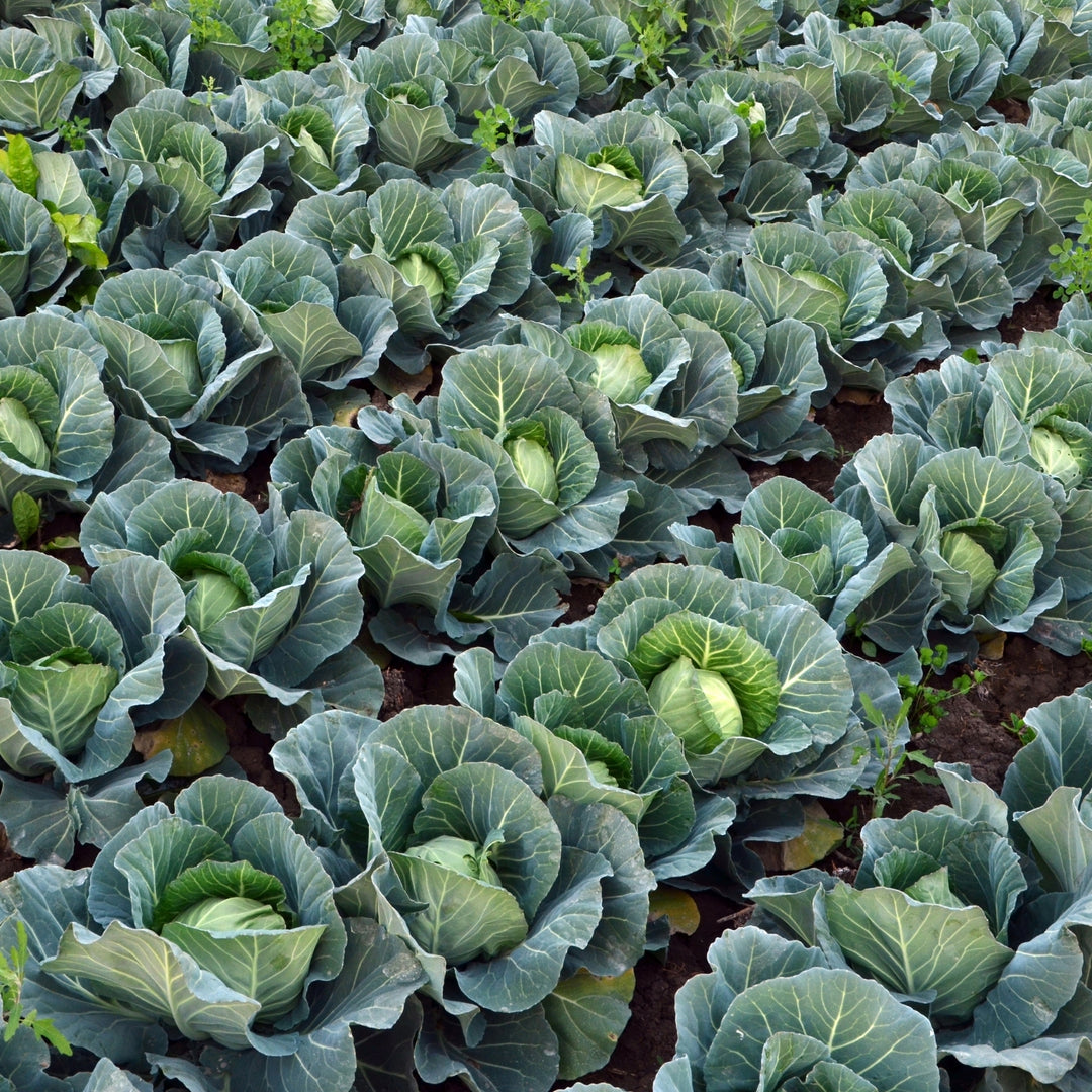 Golden Acre Cabbage