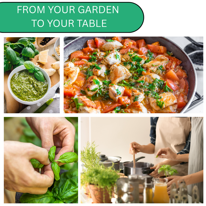 Fresh Italian Large Leaf Basil leaves used in homemade pesto and Italian dishes