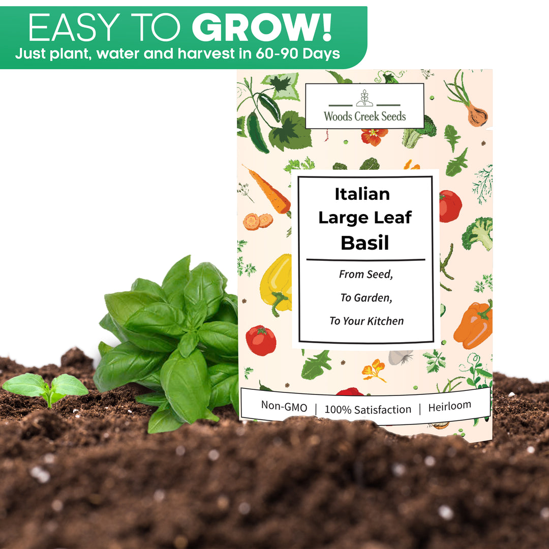 Italian Large Leaf Basil plant growing in soil – easy-to-grow culinary herb for garden beds and pots