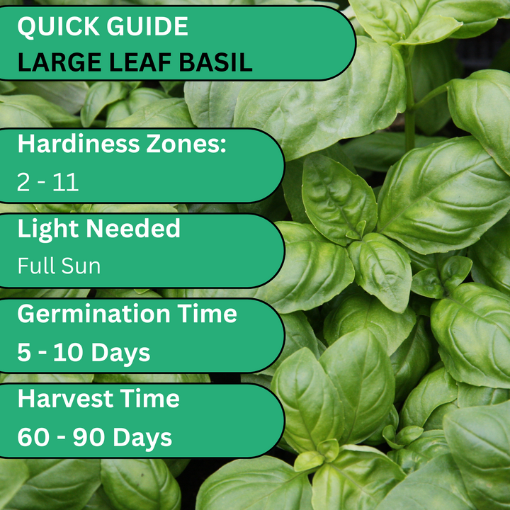 Quick facts about Italian Large Leaf Basil – planting depth, spacing, days to germination, and harvest tips