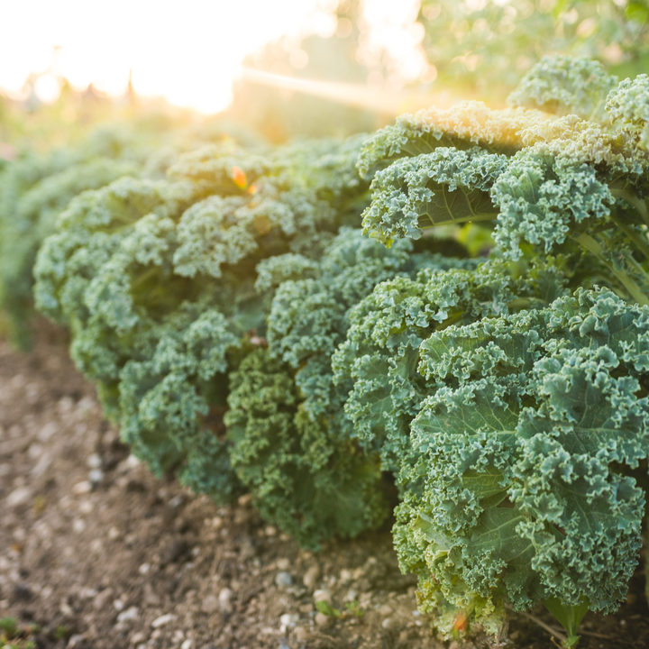 Vates Blue Scotch Curled Kale Seeds