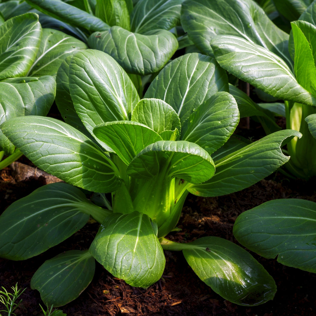 Pak Choi (Bok Choy) White Stem Cabbage Seeds