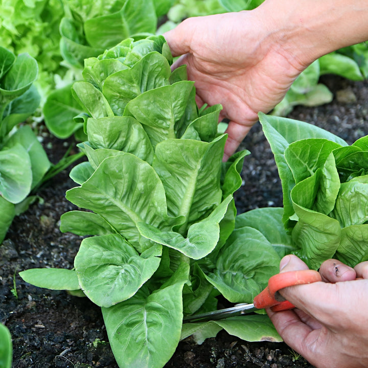 Romaine Parris White Cos Lettuce Seeds