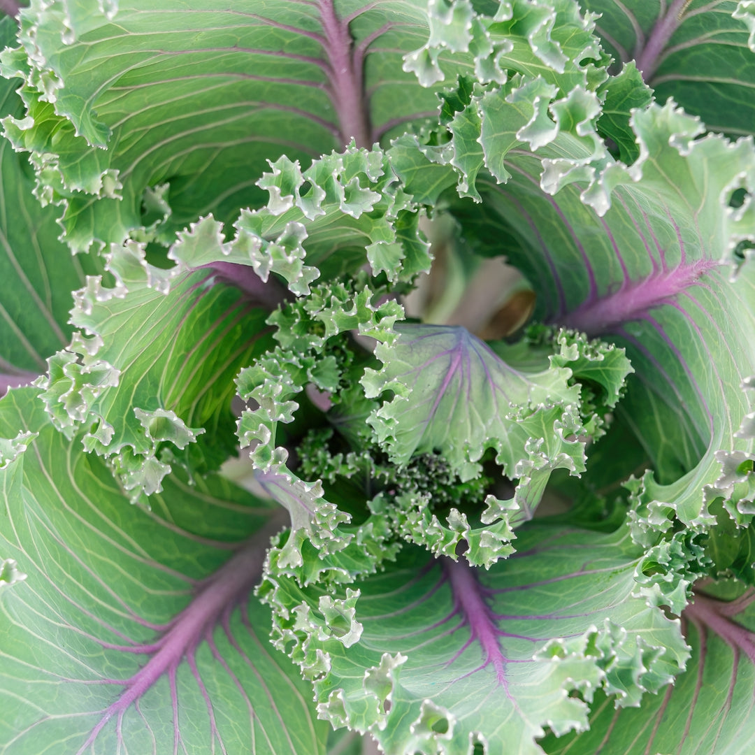 Red Russian Kale Seeds