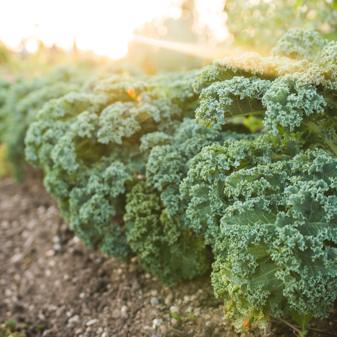 Dwarf Siberian Kale Seeds