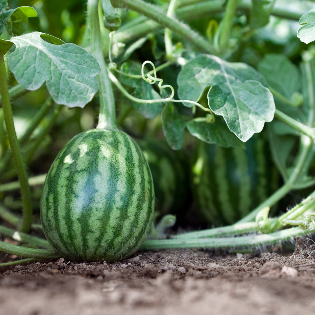 Mini Sugar Baby Watermelon Seeds