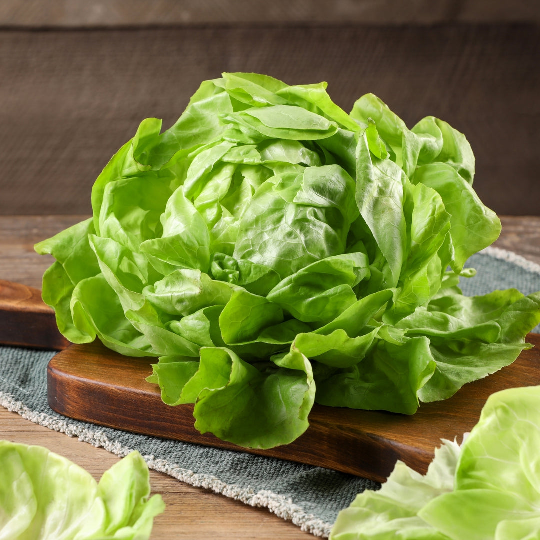 Summer Bibb Lettuce Seeds