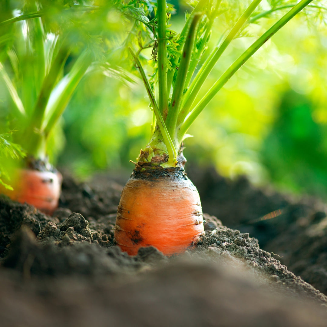 Tendersweet Carrot