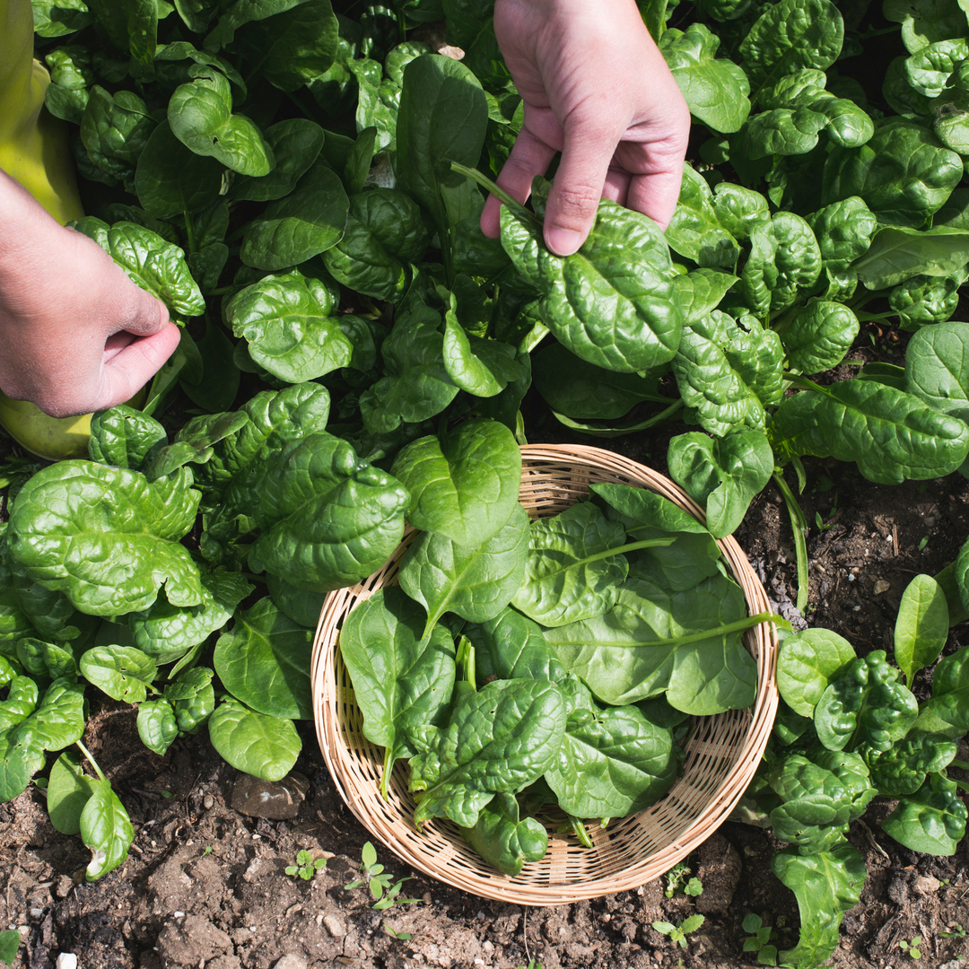 Virofly Spinach Seeds