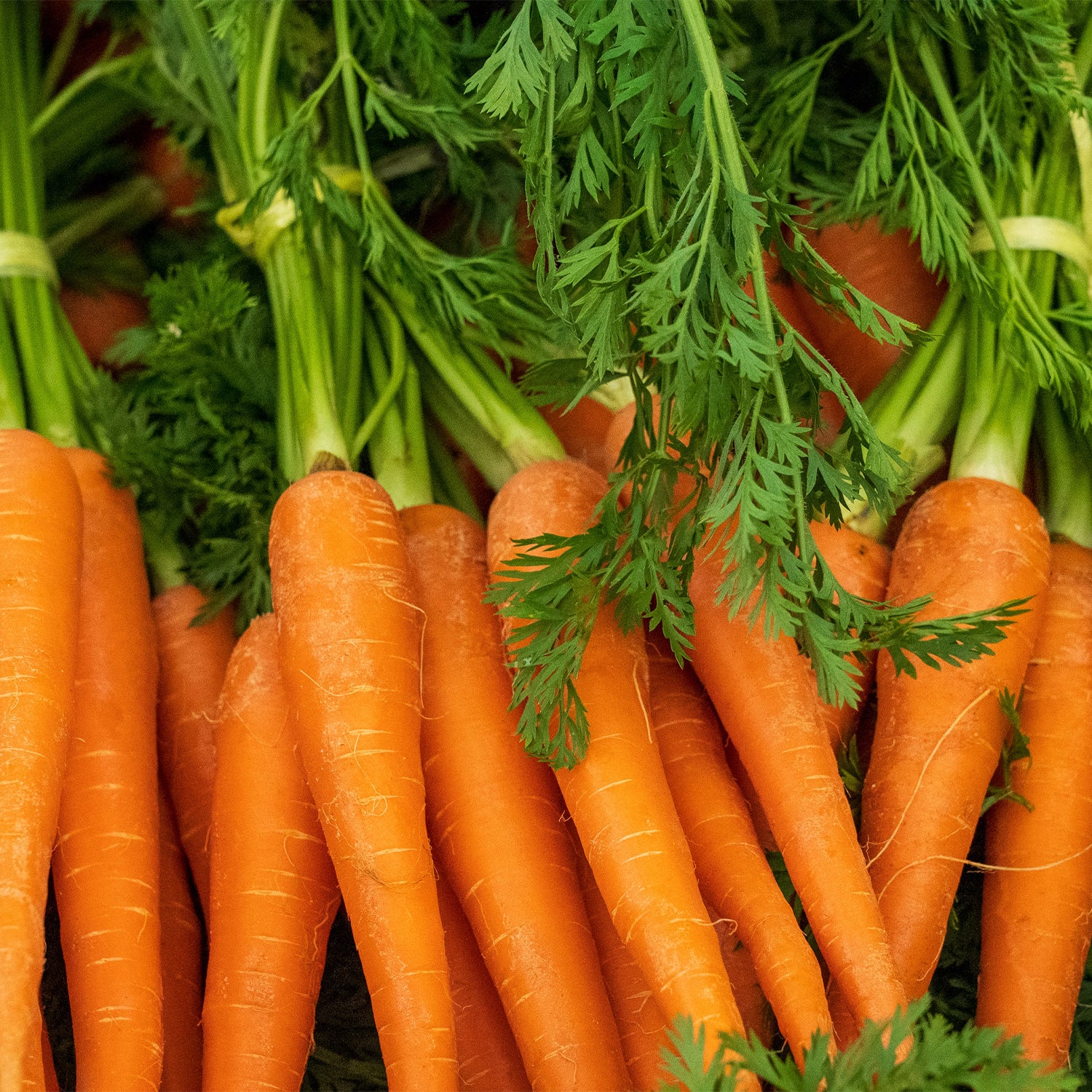 Imperator 58 Carrot Seeds for Sale | Premium Quality & Fast