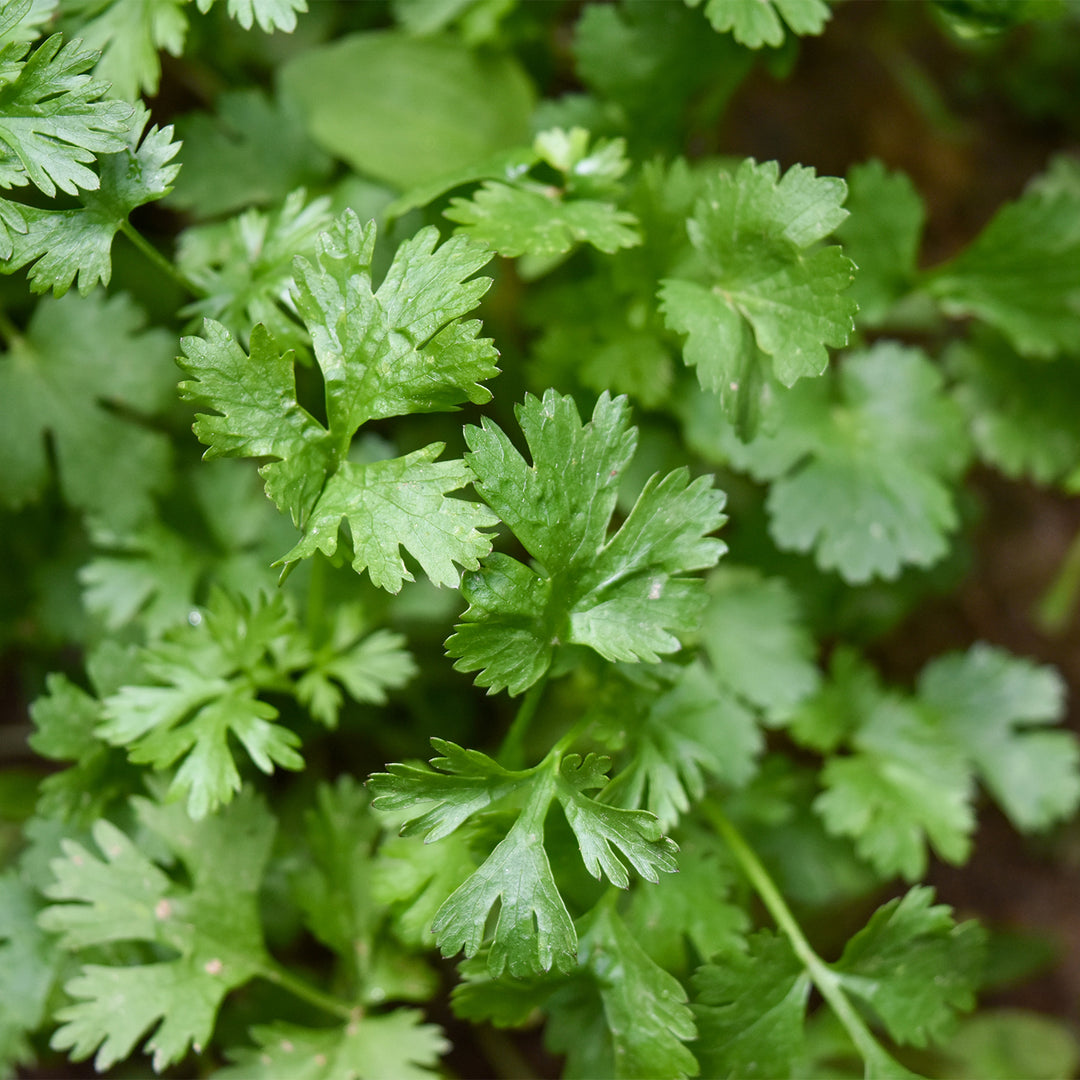 Italian Flat Leaf Parsley Seeds