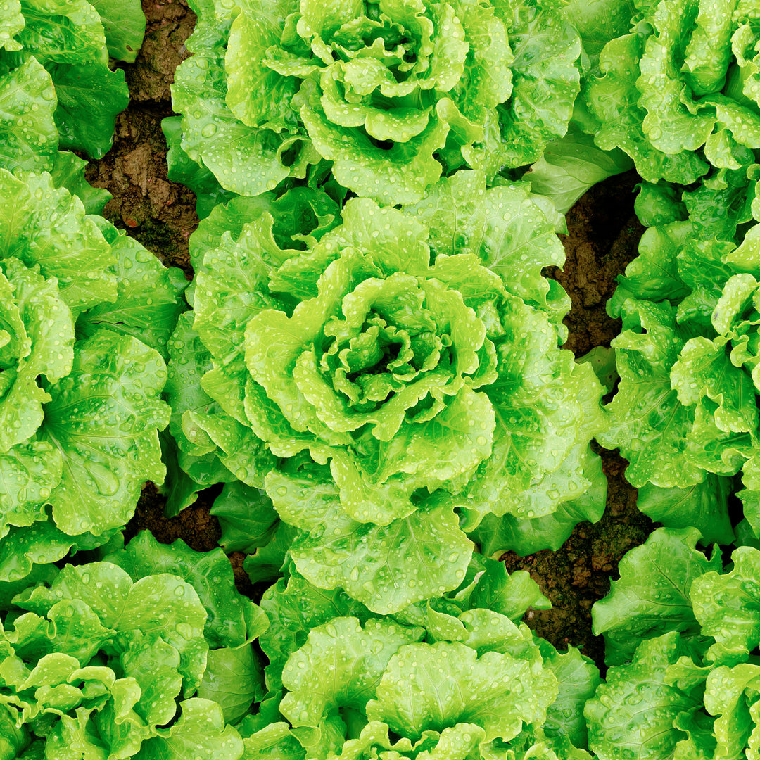 lettuce gorwing in home garden